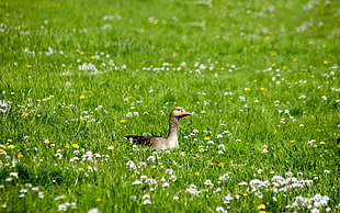 Canadian goose at grass field HD wallpaper