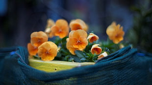 selective focus photography of orange petaled flower on blue pot
