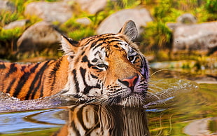 orange and black tiger, animals, water, tiger, big cats