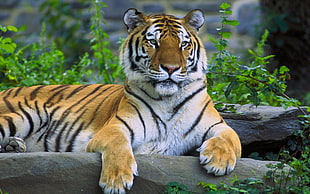 tiger lying on ground near the green plants