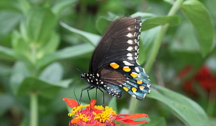 black, blue, and white butterfly perched on red and yellow petaled flower closeup photography, swallowtail
