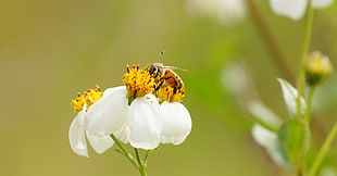 shallow focus photography of bee perched on white flower during daytime