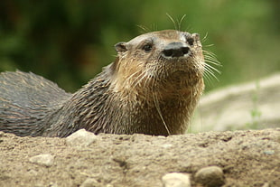 shallow focus photography of brown otter HD wallpaper