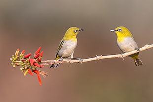 selective focus of yellow birds on tree branch, oriental white-eye