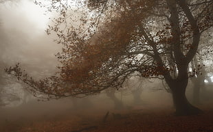 brown and black tree with fog at daytime