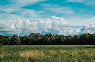 green grass, Field, Grass, Clouds HD wallpaper