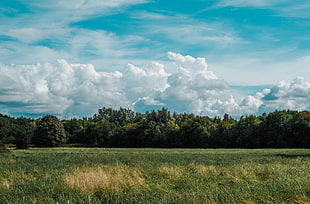green grass, Field, Grass, Clouds