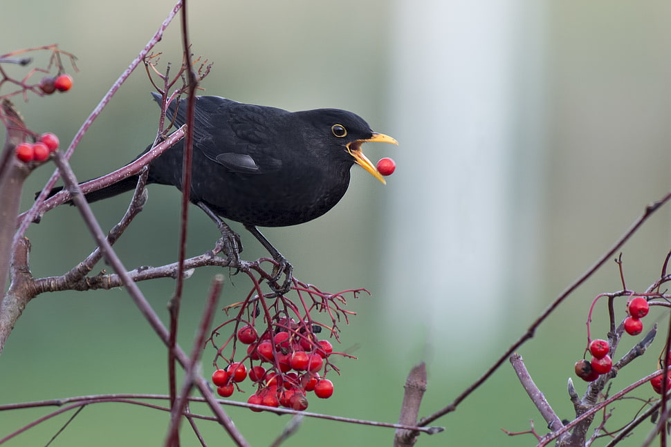 high speed photography of black small beak bird perching on twig while eating cherry, kos HD wallpaper