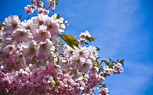 tilt lens photography of pink flower