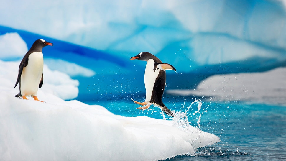 two penguins, penguins HD wallpaper