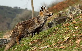 gray and white fox animal on green grass with rock field