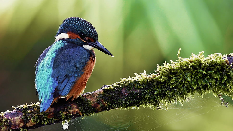 blue feather bird, birds, kingfisher, branch, animals HD wallpaper