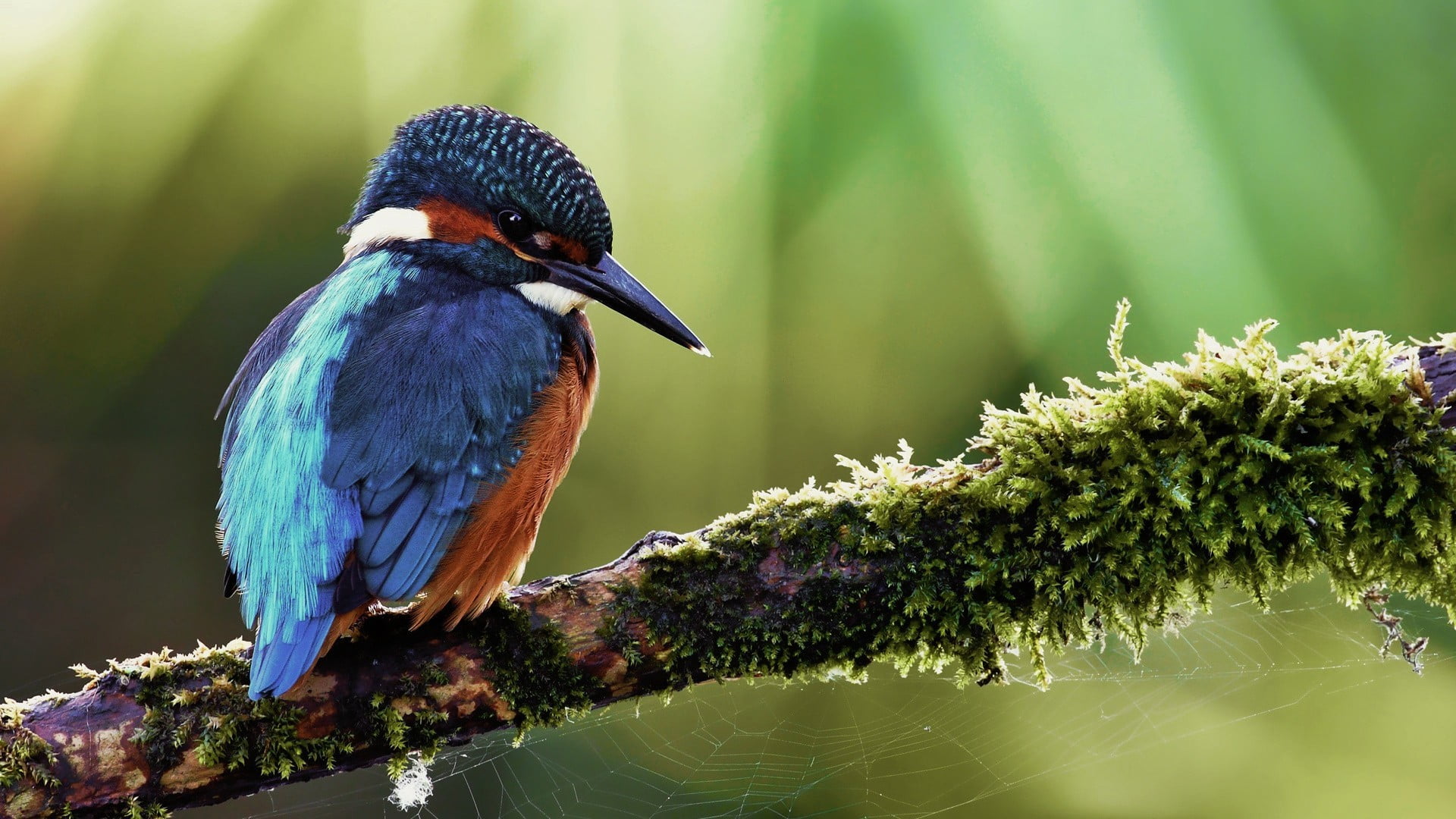 blue feather bird, birds, kingfisher, branch, animals