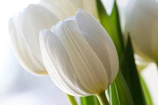 close up photo of white petaled flower