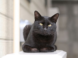 focused phtoo black short coated cat