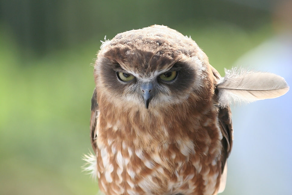 brown Owl HD wallpaper