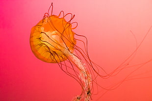 focused photography of red jelly fish