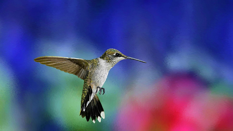 hummingbird, hummingbirds, birds HD wallpaper