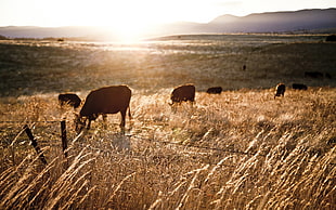 brown cows, sunlight, farm, fence, landscape