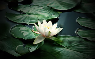 white Lotus flower digital wallpaper