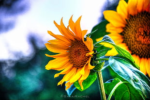 closeup photography of blooming Sunflower during daytime HD wallpaper
