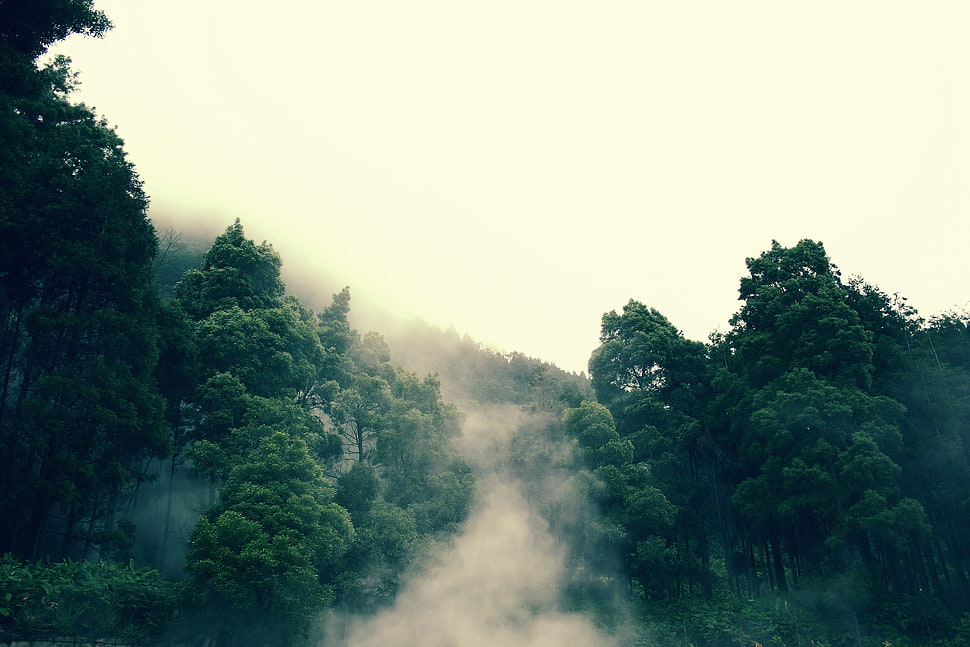 green leaf trees, forest, trees, landscape, mist HD wallpaper