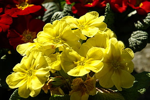 yellow petaled flower bouquet