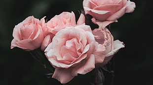 pink roses, rose, pink flowers, pink HD wallpaper