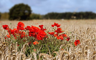 red flowers inside a wheat farm