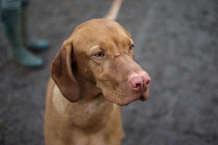 adult mahogany Vizsla