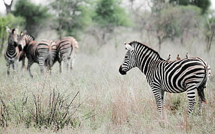 zebra at grass field