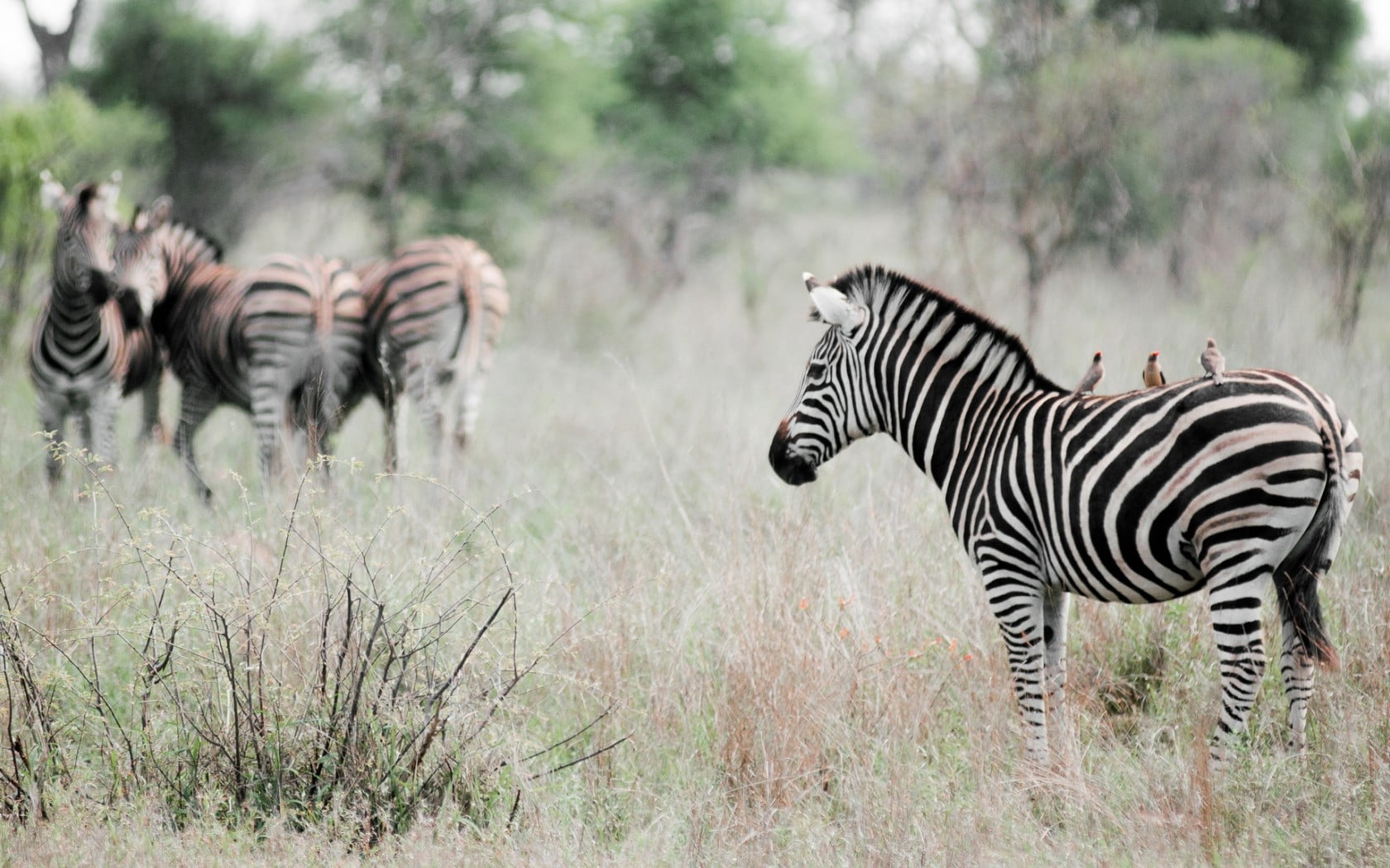 zebra at grass field