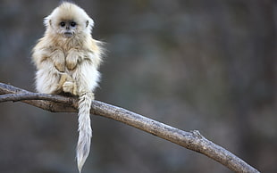 albino primate, animals, monkey, sitting, branch HD wallpaper