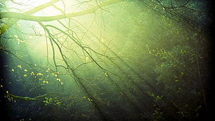 green leafed plant, sunlight, trees, forest, branch
