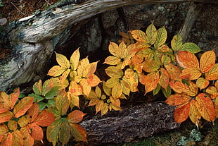 orange, green, and yellow leaved plants