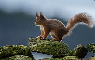 brown squirrel on green moss covered rock