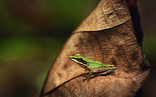 green frog, frog, leaves, animals, nature