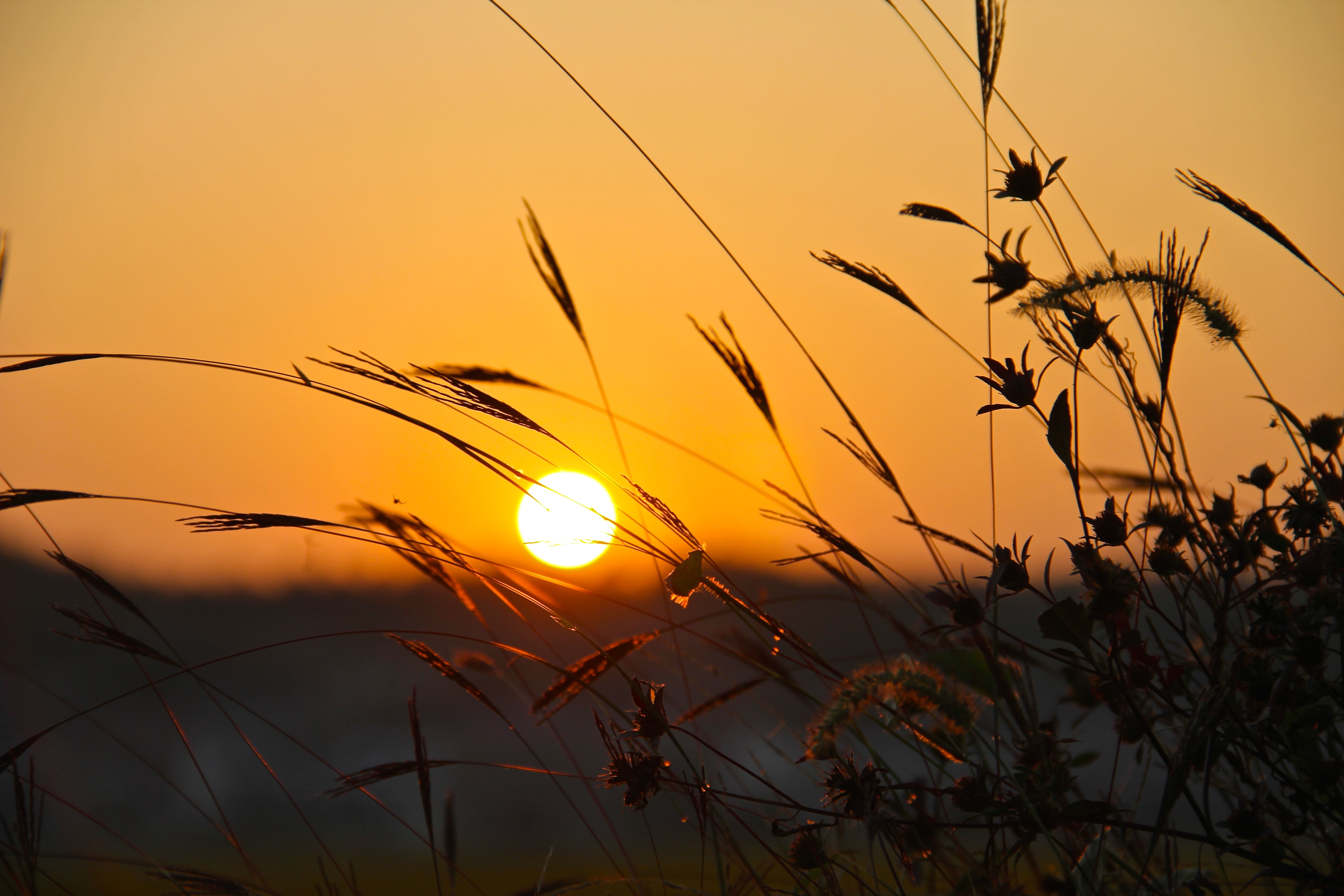 Всходит солнце над землею с каждым днем. Закат в поле. Травинки на закате. Трава на рассвете. Закат солнца в поле.