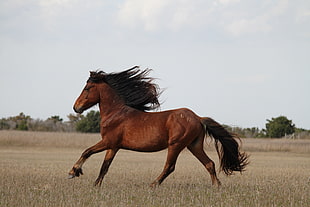 brown horse running on brown leaves plant field during daytime, wild horses
