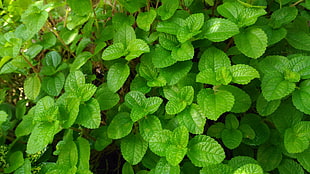 green oval leaf plant HD wallpaper