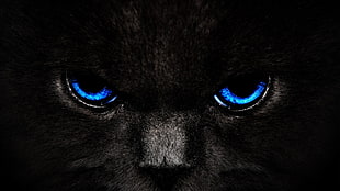 black cat digital wallpaper, cat, eyes