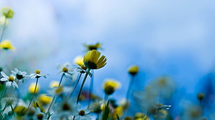 macro photography of yellow Bidens flowers