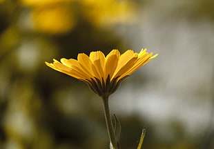 selective photography of yellow petaled flower in bloom