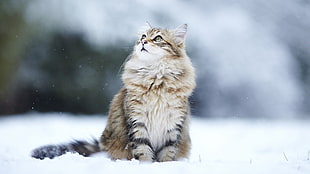 long-coated brown cat, cat, animals, snow, looking up