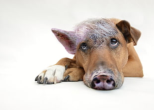 close up photo of brown pig lying on white surface