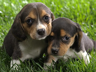 two brown coated puppies