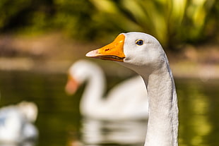 selective focus photography of swan