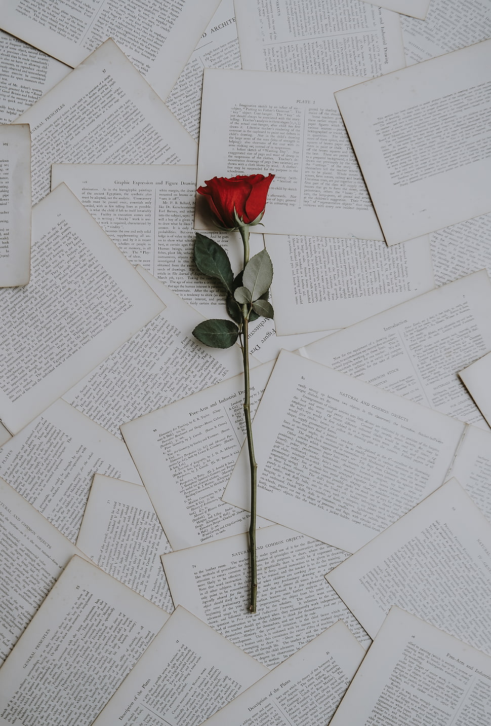red rose, Rose, Books, Texts HD wallpaper