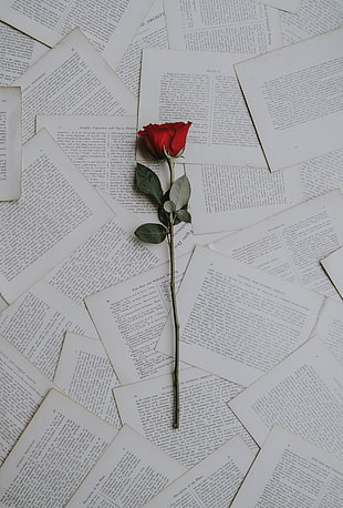 red rose, Rose, Books, Texts HD wallpaper