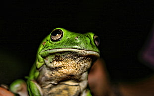 green frog HD wallpaper